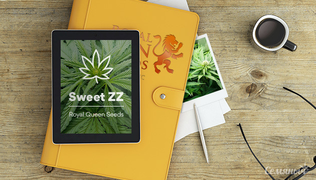 Гроурепорт сорта Sweet ZZ