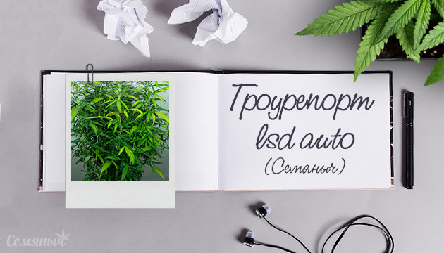 Гроурепорт сорта LSD Auto fem от Семяныча