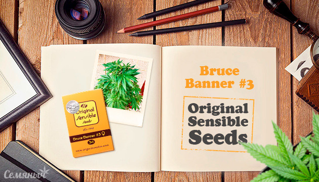 Гроурепорт сорта Bruce Banner #3