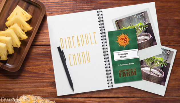 Гроурепорт сорта Pineapple Chunk от Barney’s Farm