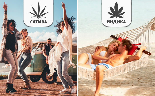 Индика и сатива