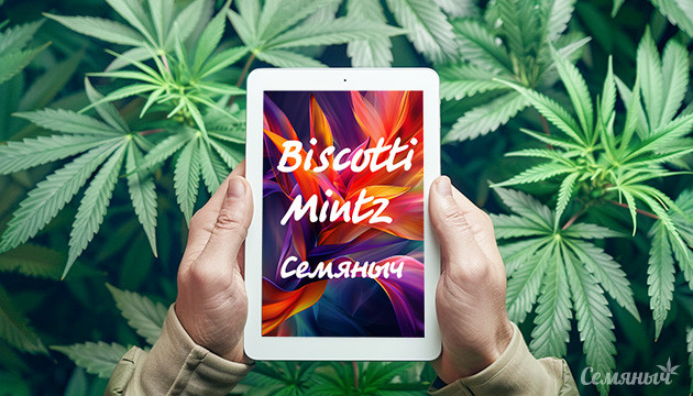 Выращивание сорта Biscotti Mintz fem от Семяныча