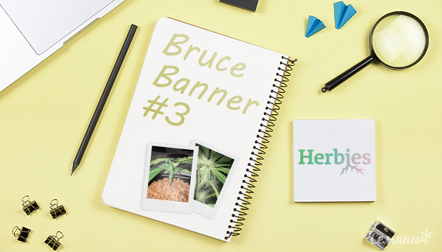 Гроурепорт сорта Bruce Banner #3 fem от Herbies Seeds
