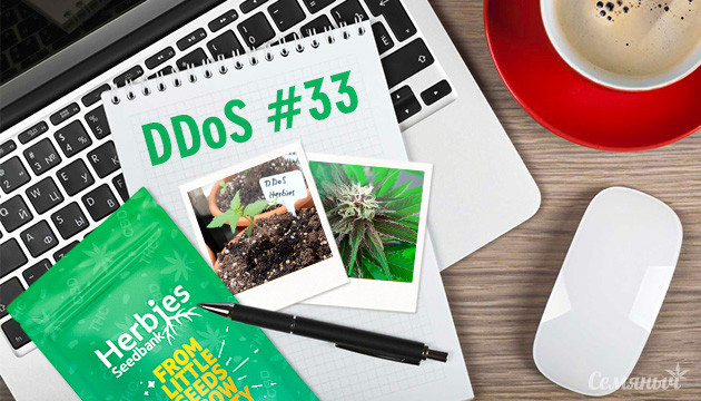 Гроурепорт сорта DDoS #33