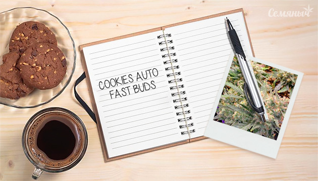 Гроурепорт сорта Cookies auto от FastBuds