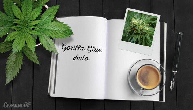 Гроурепорт сорта конопли Gorilla Auto fem от FastBuds