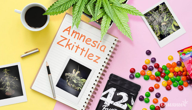 Понедельное выращивание сорта Amnesia Zkittlez Auto fem от FastBuds