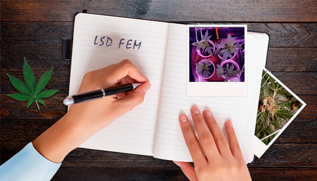 Гроурепорт сорта марихуаны LSD fem от Barney's Farm